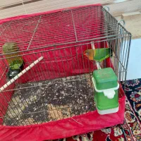 کوتوله نر|پرنده|درمیان, |دیوار