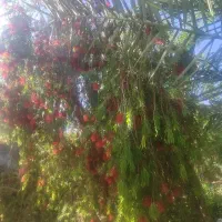 استخدام خدمات خانم