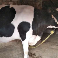 گاو ماده آبستن