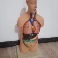 آناتومی بدن انسان