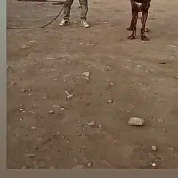 توله نر رخ خوشتیپ و درشت از پدر مادر درشت|سگ|نوده انقلاب, |دیوار