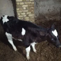 تلیسه هلشتاین ب همراه گوساله نر دوماهه