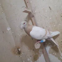 پلاکی|پرنده|شیراز, شهرک گلستان|دیوار