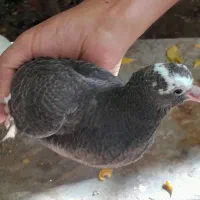 کبوتر.|پرنده|کرمان, |دیوار