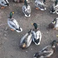 فروش اردک|حیوانات مزرعه|فومن, |دیوار