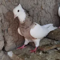 کلفه
