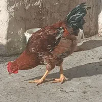 خروس محلی|حیوانات مزرعه|رباط‌کریم, شترخوار|دیوار