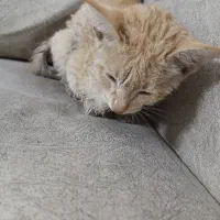 بچه گربه