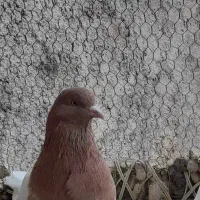 کله زردنر گمشده