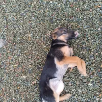 توله ژرمن چهار ماهه شناسنامه دار|سگ|کرمانشاه, |دیوار