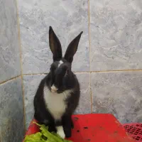 خرگوش|موش و خرگوش|دزفول, |دیوار