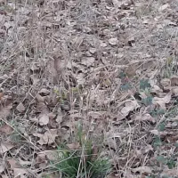 خروس ۶ ماهه امپراطور|حیوانات مزرعه|رودبار, |دیوار