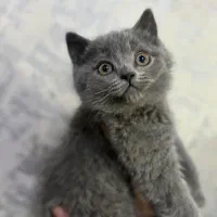 گربه بریتیش بلو