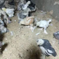 جوجه برهما امپراطور|حیوانات مزرعه|مشگین شهر, |دیوار