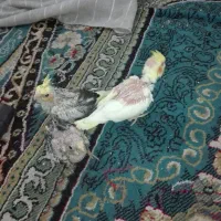 عروس هلندی