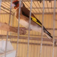 سهره نر تازه صاف شلاقی بخون