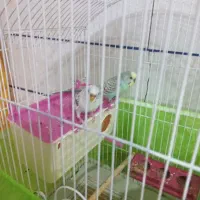 پرنده|پرنده|زرندیه, |دیوار