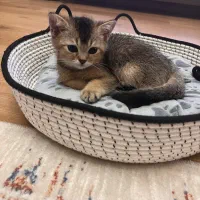 بریتیش شورت هیر سه ماهه