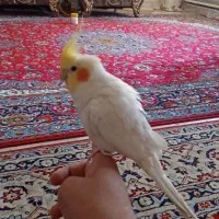 جفت مولد لوتینو زعفرونی با جوجه