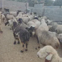 فروش 110 عدد میش ترکی درجه یک|حیوانات مزرعه|فراشبند, |دیوار