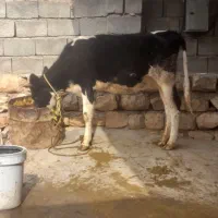 گوساله داشتی هلشتاین