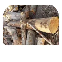 هیزم درحد 25 تن هستن برای قصد فروش