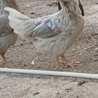 مرغ جوان گلین اصل|حیوانات مزرعه|قم, مهر آباد|دیوار