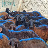 50راس نر داشتی|حیوانات مزرعه|زنجان, |دیوار