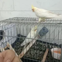 دو عدد عروس هلندی لوتینو مولد با قفس  قیمت 4000000