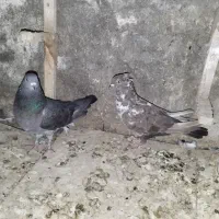 کفتر