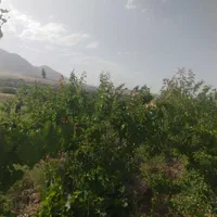 فروش زمین ۶۰۰ متری در روستای زواریان|فروش زمین و ملک کلنگی|سلفچگان, |دیوار