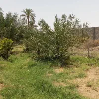 درخت پیارم ۴ ساله