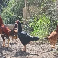 لاری به شرط با بهترین تغذیه از بدو تولد