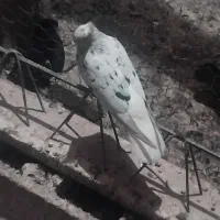 کله ای نر دمسفید ماده|پرنده|مسجد سلیمان, |دیوار