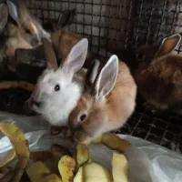 خرگوش|موش و خرگوش|میاندوآب, |دیوار