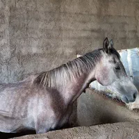 اسب عرب