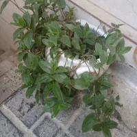 گلدان زیبا