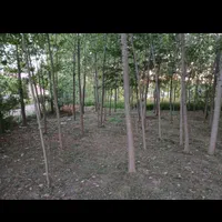 علف زنی با دستگاه|خدمات باغبانی و درختکاری|ماسال, |دیوار