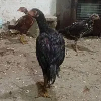 جوجه مرغ و خروس لاری  دوماه نیم اصیل|حیوانات مزرعه|فومن, |دیوار