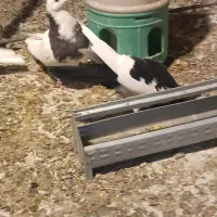 سه تا کفتر گرفتنی قیمت تعاونی|پرنده|بهار, |دیوار