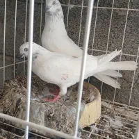 کبوتر|پرنده|بندر گناوه, |دیوار