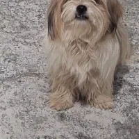 سگ شیتزو ماده