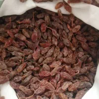 سایه خشک