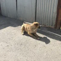 سگ آپارتمانی باهوش