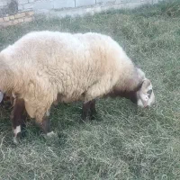 قوچ|حیوانات مزرعه|گمیشان, |دیوار