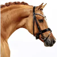 پانسیون اسب ماهور