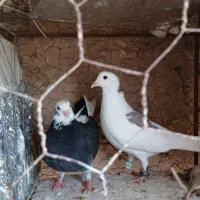 دوچرخه وکفتر هافروشی