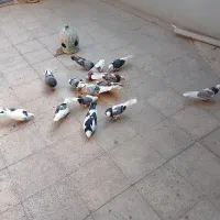 کفتر کبوتر