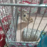 سهره نر|پرنده|تبریز, |دیوار