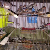 فنچ جفتی 350